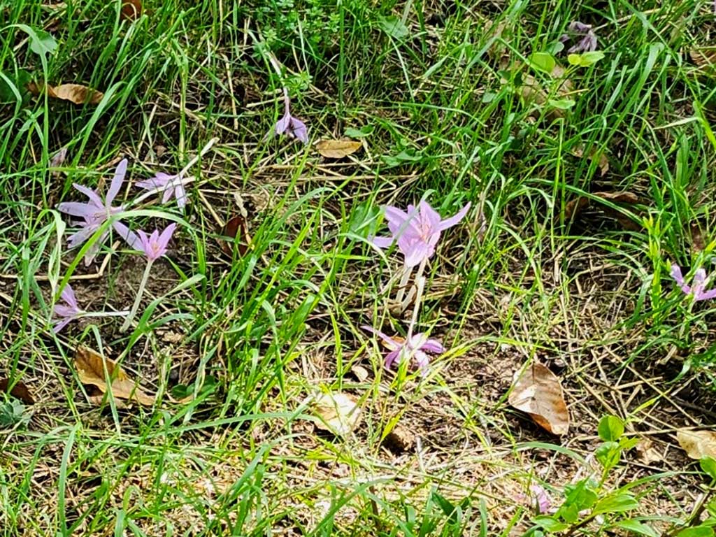 lila blühende Herbstzeitlose auf einer Wiese