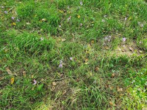 eine Grünlandfläche mit mehreren lila blühenden Herbstzeitlosen