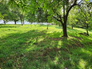 eine Wiese mit Laubbäumen auf der an verschiedenen Stellen lila blühende Herbstzeitlose zu sehen sind
