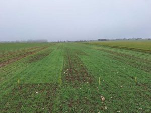 Verschiedene abgesteckte Parzellen mit jungem Winterweizen vor nebeligem Hintergrund. Zwischen den Parzellen sieht man deutliche Unterschiede hinsichtlich der Pflanzendichte und Grünfärbung.