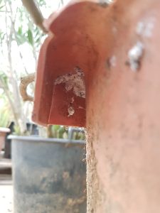 Im Vordergrund der Ausschnitt eines terracottafarbenen Plastiktopfes. Die Unterseite des Topfrandes wird gezeigt. Darunter befinden sich sehr viele eng sitzende weiße wachsüberzogene Wollläuse. Im Hintergrund sind weitere Pflanzen unscharf erkennbar.