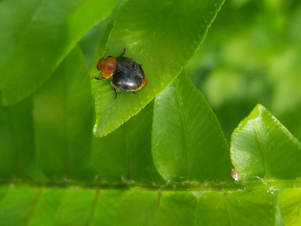 Schwarzer Marienkäfer mit hellbraunem Kopf und Hinterleib auf einem hellgrünen Blatt.