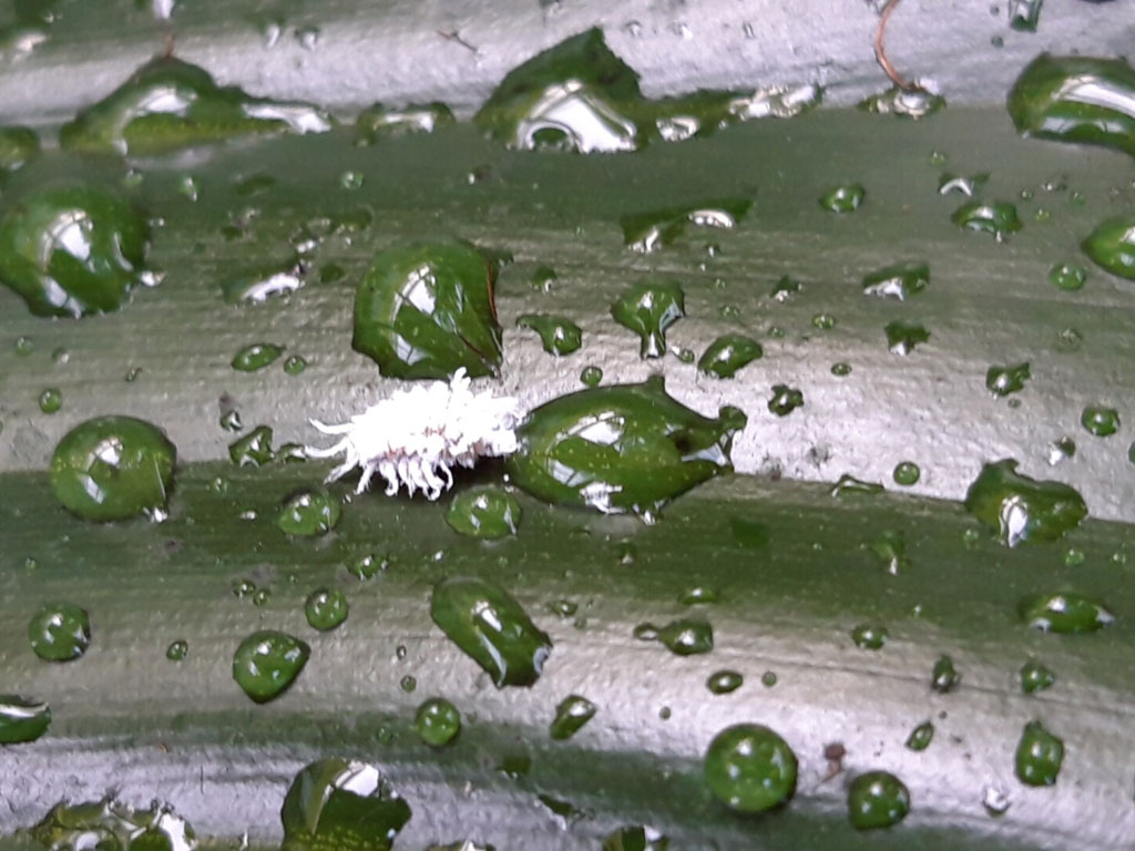 Weiße wachsüberzogene Larve auf einem dunkelgrünen Blattausschnitt mit vielen Wassertropfen. Larve trinkt an einem Wassertropfen.