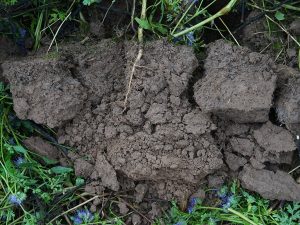 Frischer Bodenaushub, auf dem Wurzeln zu erkennen sind