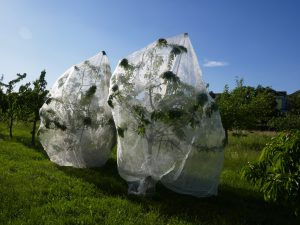 Auf einer Wiese stehen mehrere Obstbäume. Zwei davon sind jeweils mit weißen Kulturschutznetzen eingehüllt.