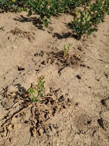 Zwei fast abgestorbene Selleriepflanzen im Feld. In der Mitte treiben sie wieder leicht grün aus. Im Hintergrund sieht man normal entwickelte Pflanzen.