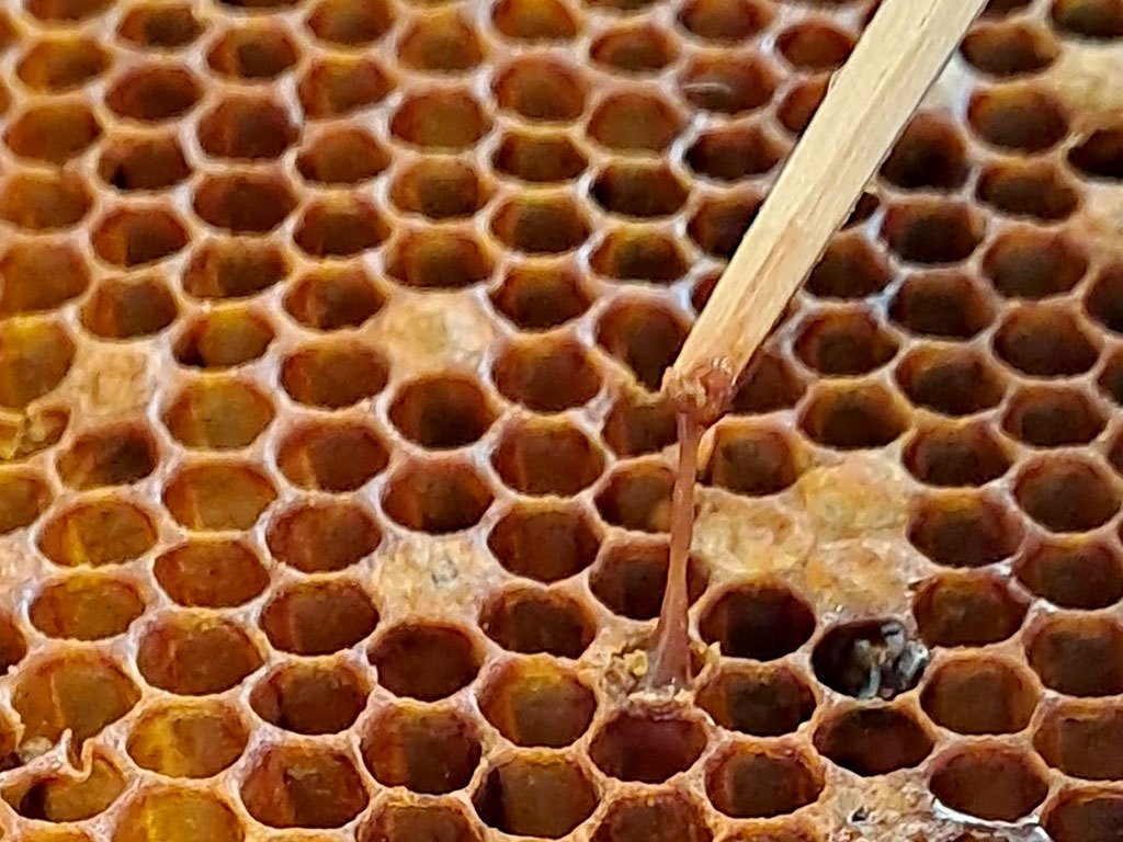 Mit einem Streichholz wurde ein bräunlicher Faden aus einer Brutzelle einer Bienenwabe gezogen. In einigen Zellen sind dunkle Schorfe zu erkennen.
