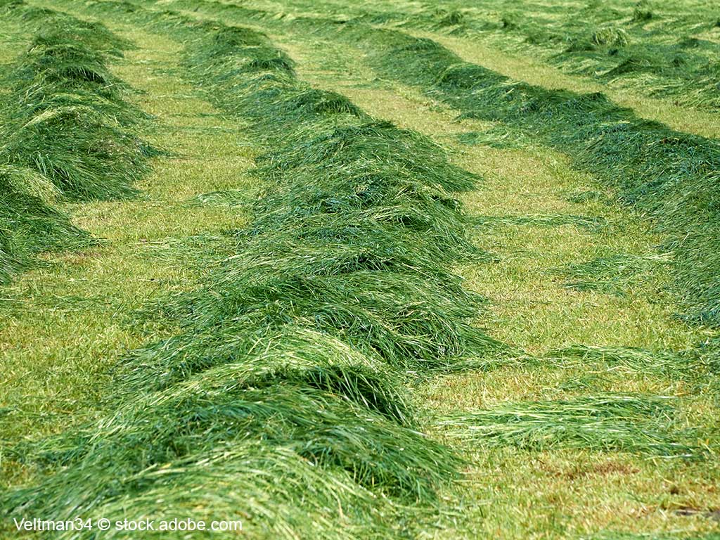 gemähtes Gras liegt in Schwaden auf einer landwirtschaftlichen Grünlandfläche