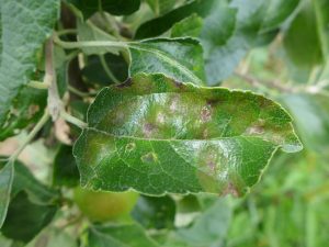 Blatt mit bräunlichen Flecken 0an einem Obstbaum