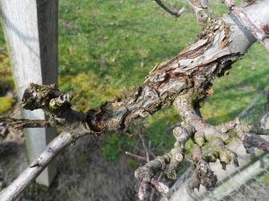 Ast mit beschädigter Rinde eines Obstbaumes durch Obstbaumkrebs