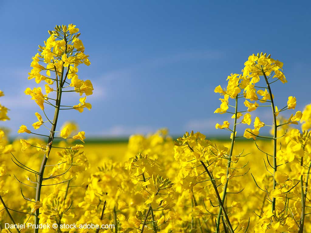 gelb blühende Rapsblüten auf einem Rapsfeld