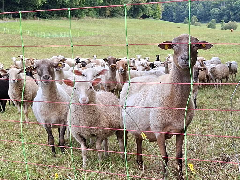 Schafherde auf einer eingezäunten Weide