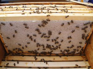 Gefüllte Honigwaben, die in einem Bienenkasten hängen