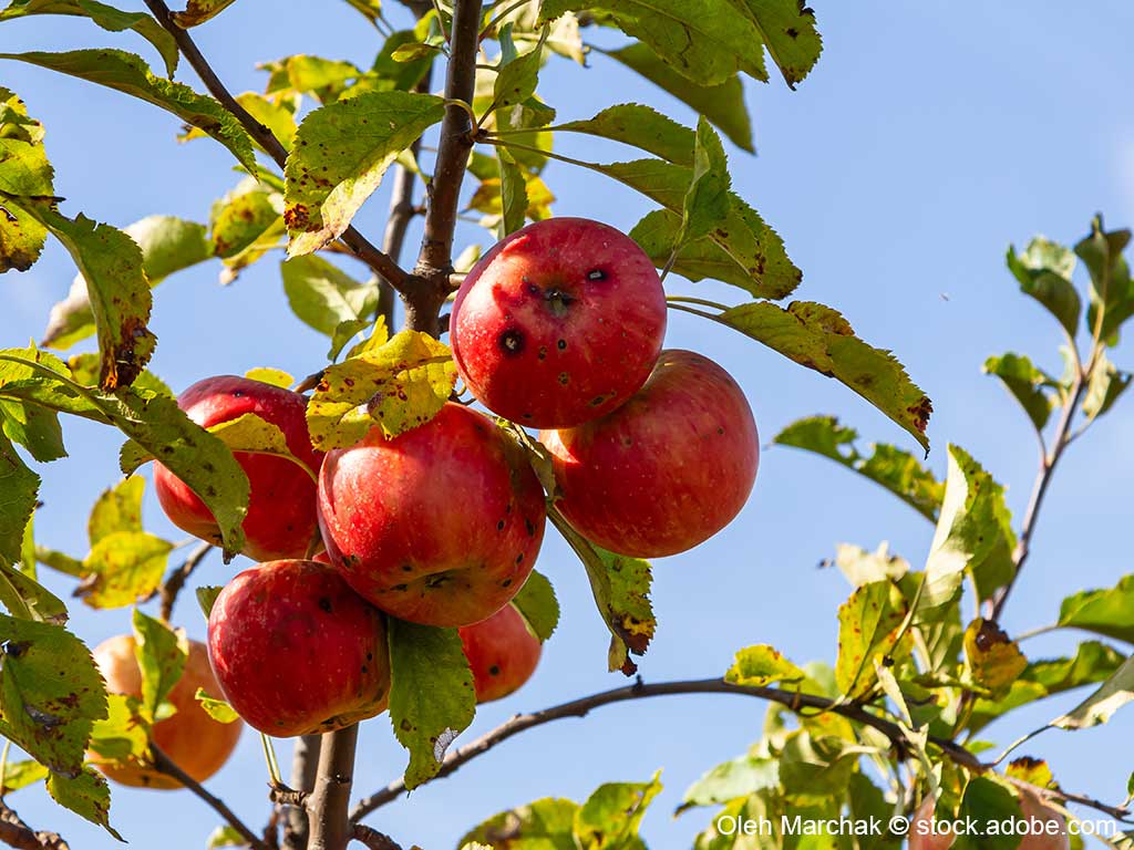rote Äpfel hängen an einem Ast; man erkennt dunkle Flecken auf den Äpfeln und auch an den Blättern