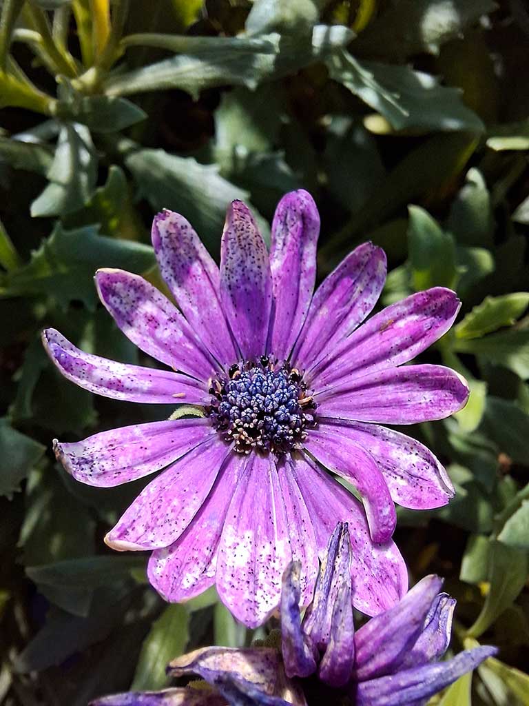 Es ist eine geöffnete, lilafarbene Blüte zu sehen. Die Blütenblätter haben im äußeren Bereich Aufhellungen und kleine schwarze Punkte.