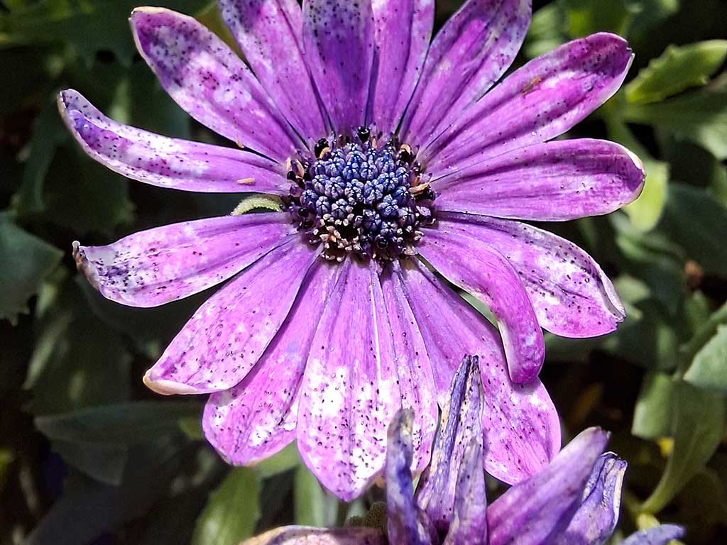 Es ist eine geöffnete, lilafarbene Blüte zu sehen. Die Blütenblätter haben im äußeren Bereich Aufhellungen und kleine schwarze Punkte.