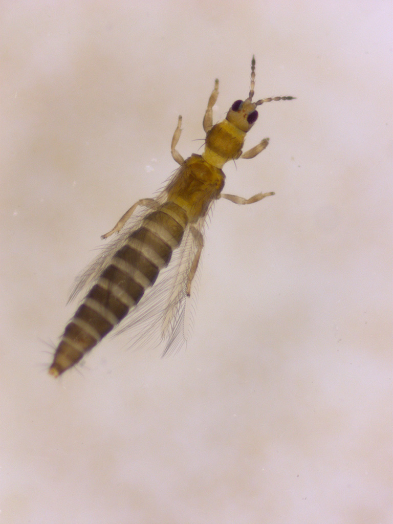 Vor einem hellen Hintergrund ist ein vergrößerter Thrips zu sehen.