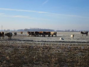 Ein kleine Rinderherde steht entspannt auf der Winterweide. Im Vordergrund sind zwei Herdenschutzhunde zu sehen.